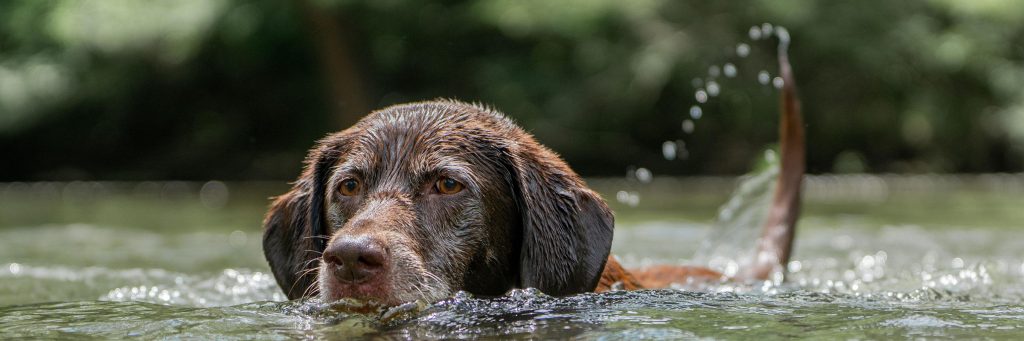 chocolate-lab-swimming