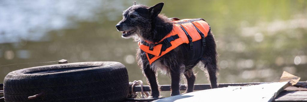 dog-in-lifejacket