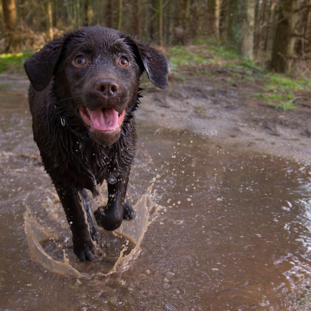 black lab puppy